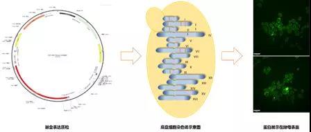 3118云顶集团(中国区)官方网站